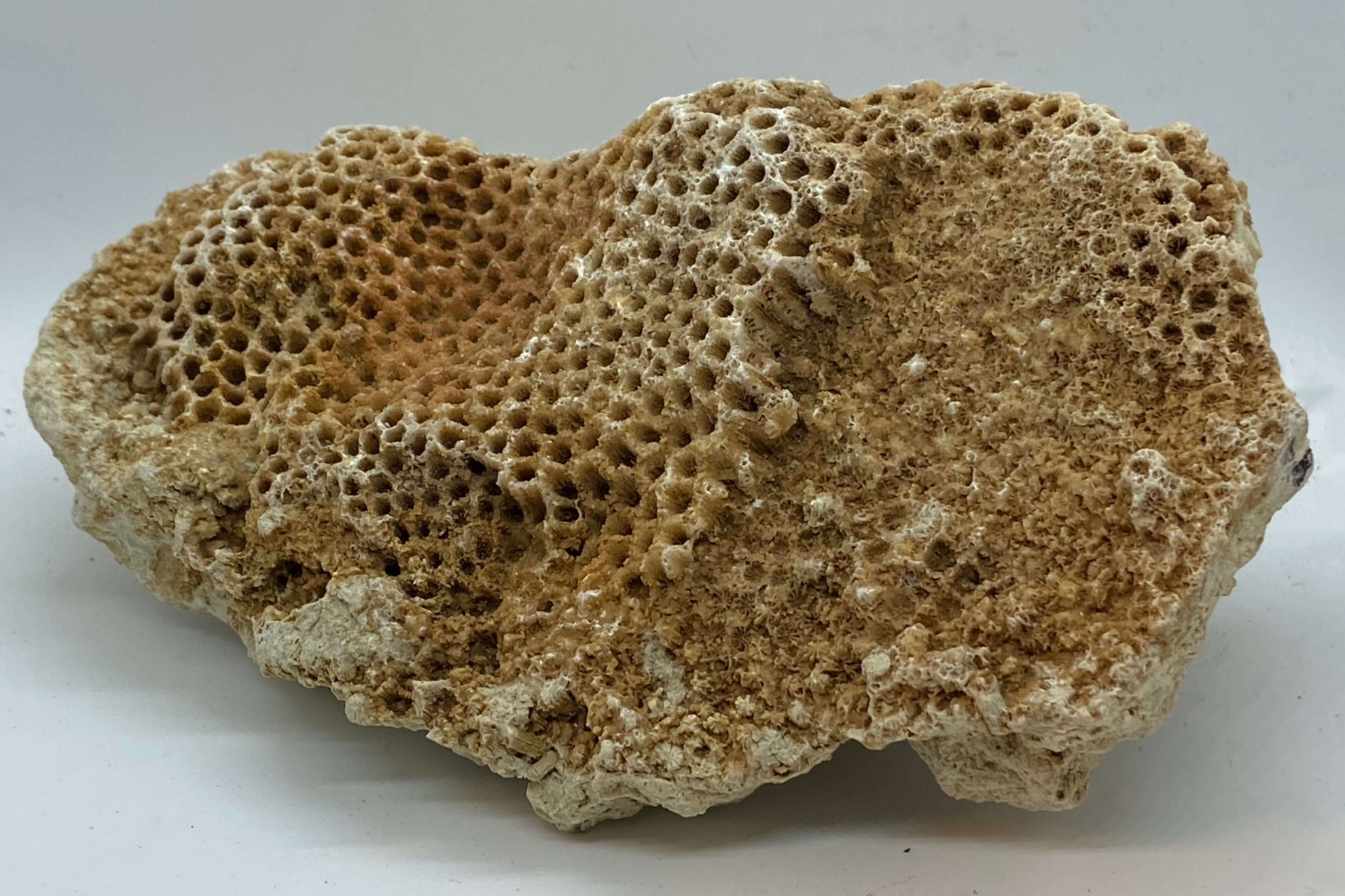Fossiel koraal van Hato - Curacao